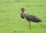 Zwarte ooievaar-Black stork