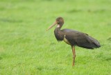 Zwarte ooievaar-Black stork