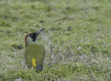 Groene specht-green Woodpecker