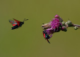 Sint-jansvlinder-Six-spotted Burnet