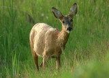 Ree-Roe-deer