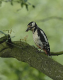 Grote bonte specht-Great Spotted Woodpecker