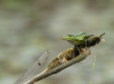 Groene kikker-Frog