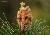Pine new growth.jpg