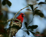 Red Cardinal.jpg