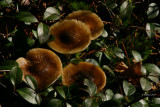 Mushrooms  Wintergreen.jpg
