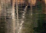 Reflections in Ice.jpg