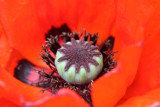 Schlafmohn