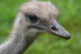 Emu