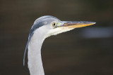 Graureiher / Grey Heron