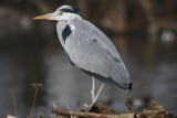 Graureiher / Grey Heron