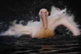 Rosa Pelikan / White Pelican
