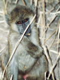 Anubispavian / Olive baboon