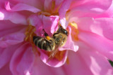 ... Ein Bienchen, das in Rosenblttern...