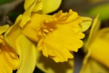 Osterglocke / Daffodil