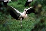 Storch / stork