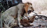 The Lion is a kingly beast...