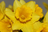 Osterglocke / Daffodil