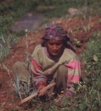 in Himachal Pradesh, Northern India