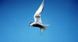 Kstenseeschwalbe / Arctic tern