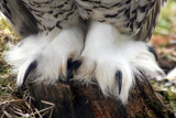 Schnee-Eule / Snowy owl