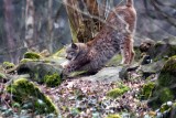 Luchs / Lynx - stretching 5