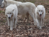 Polarwlfe / Polar wolves