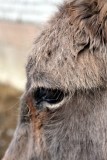 Esel / donkey