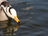 trinkende Streifengans / bar-headed goose drinking