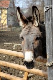 Esel / donkey