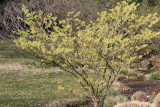 Zaubernuss / Witch hazel (Hamamelis)