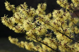 Zaubernuss / Witch hazel (Hamamelis)