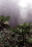 Bergnebelwald / cloud forest