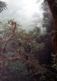 Bergnebelwald / cloud forest