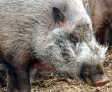 Bartschwein / bearded pig