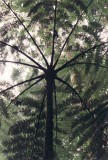 Baumfarn / tree fern
