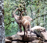 nach dem Kampf / after the fight: Steinbcke / Ibex