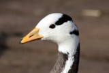 Streifengans / bar-headed goose