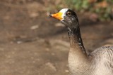 Streifengans / bar-headed goose