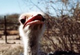 Strau / ostrich