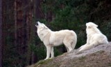 heulende Wlfe / howling wolves