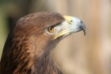 Attila, der Steinadler / Attila, the golden eagle