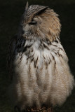 Sibirischer Uhu / Eurasian eagle owl