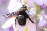 Holzbiene in Glyzinie / woodbee in wisteria