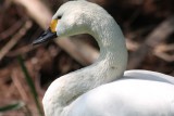 Zwergschwan / Bewicks swan