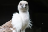 Gnsegeier / griffon vulture