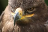 Steppenadler / steppe eagle