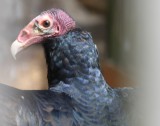 Truthahngeier / turkey vulture
