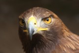 Steinadler / golden eagle