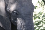 Elefantenbulle / bull elephant